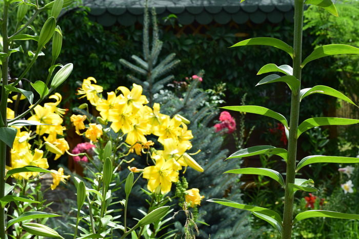 DSC_0776 - 2016 Trandafiri_Iunie