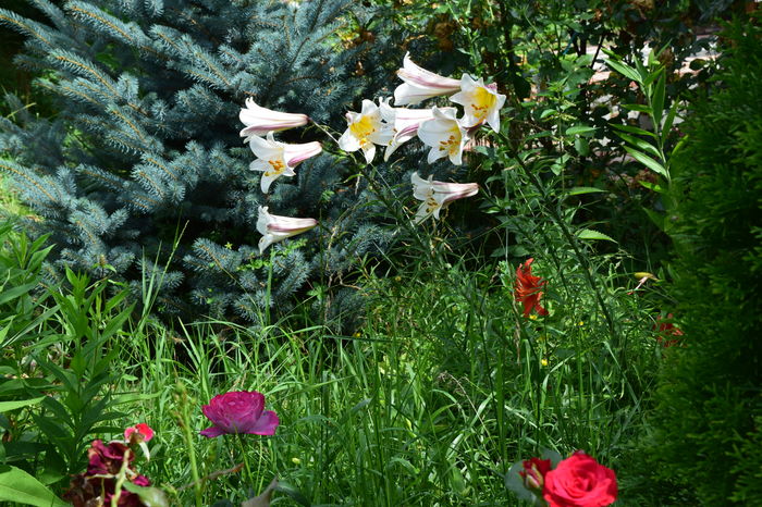 Blue River si Crini Regali - 2016 Trandafiri_Iunie