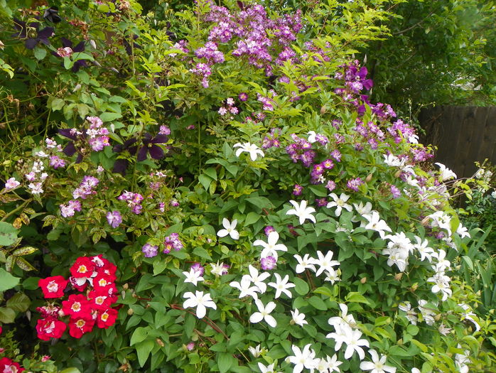 17 iun (15) - Gradina 2016