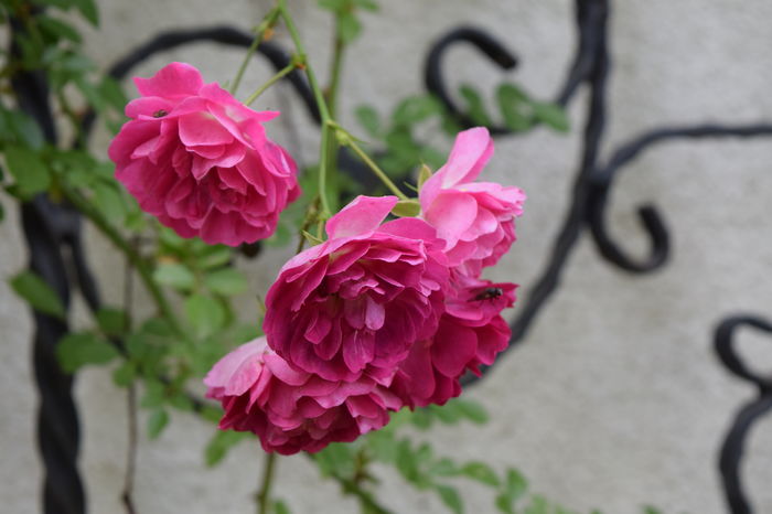 Ce o fi ? Il am de ani de zile ... - 2016 Trandafiri_Iunie