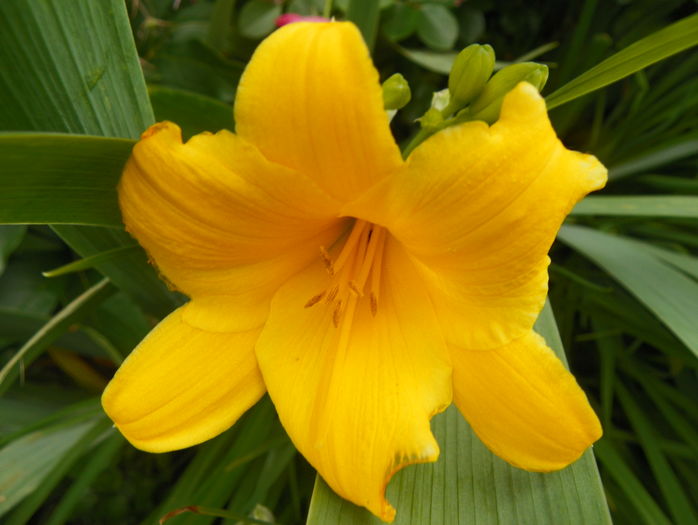 Stella d'Oro - Hemerocallis 2016