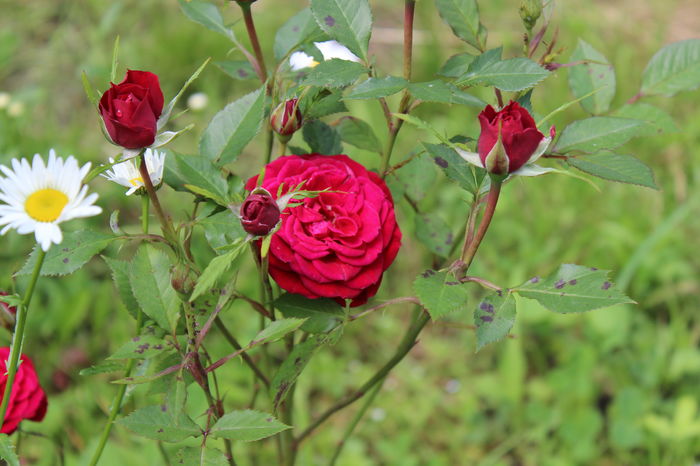 IMG_0982 - Flori