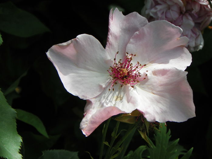 Dainty Bess
