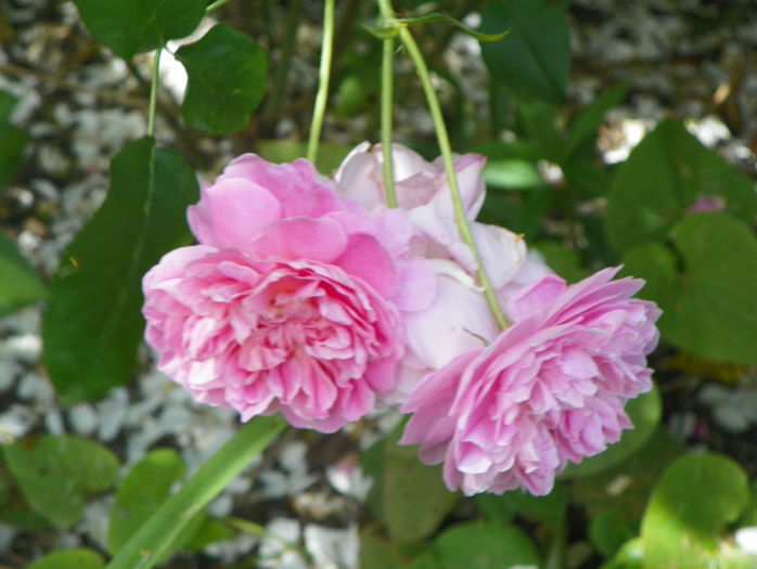 Cottage Rose