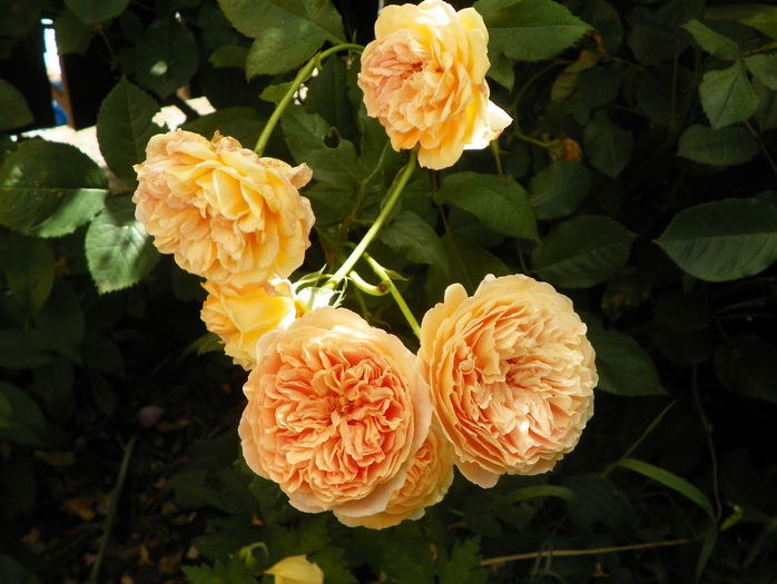 Crown Princess Margaret