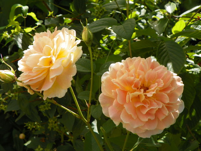 Crown Princess Margaret