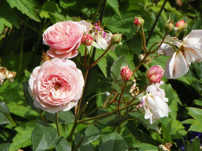 A Shropshire Lad - Trandafiri 2016 - 3