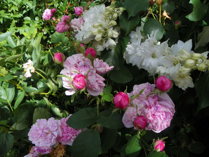 Sidonie - Trandafiri 2016 - 2