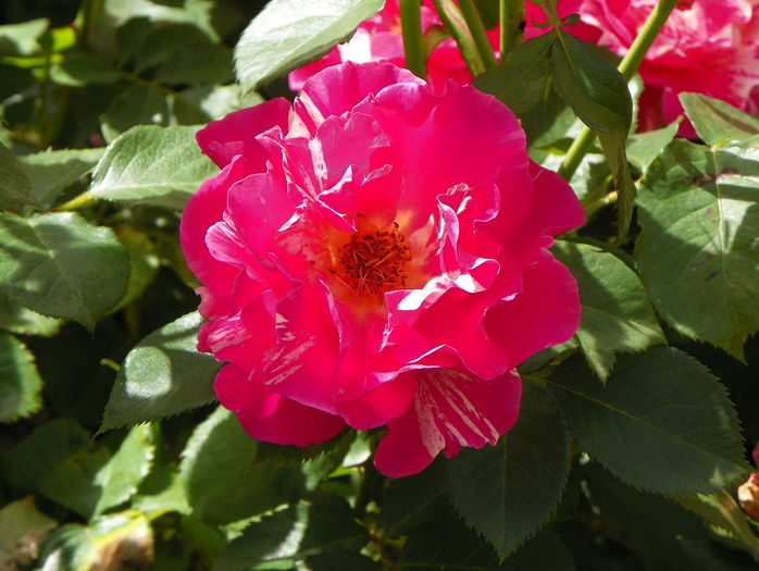 Candyland - Trandafiri 2016 - 2