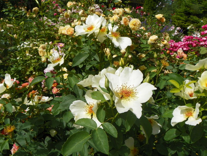 Golden Wings - Trandafiri 2016 - 2