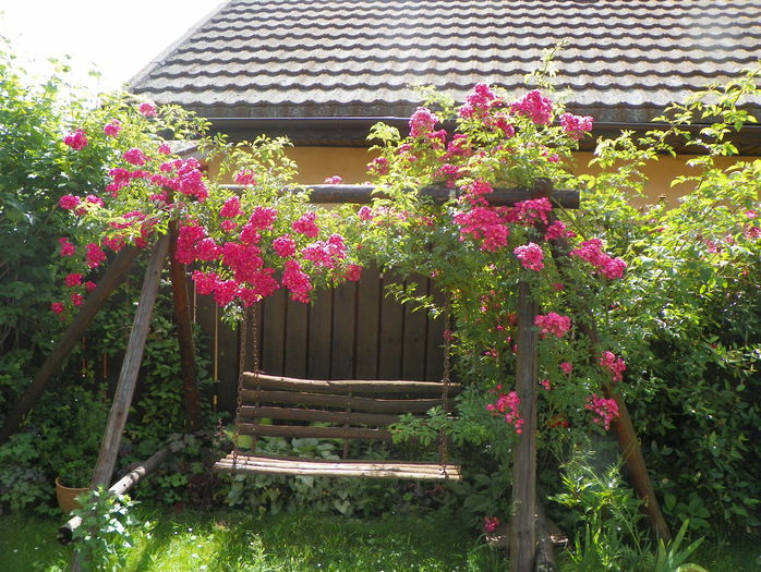 Maria Lisa - Trandafiri 2016 - 2