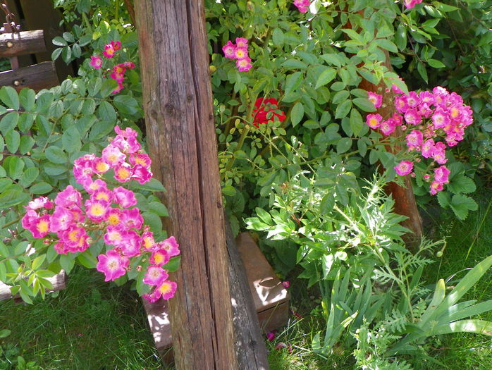 Maria Lisa - Trandafiri 2016 - 2