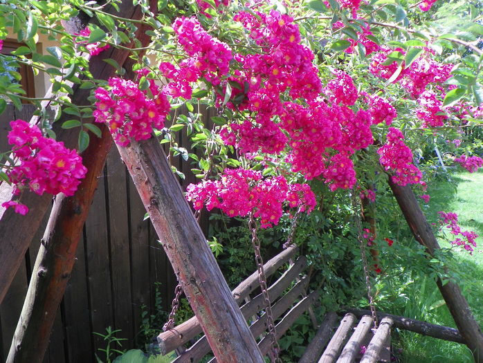 Maria Lisa - Trandafiri 2016 - 2