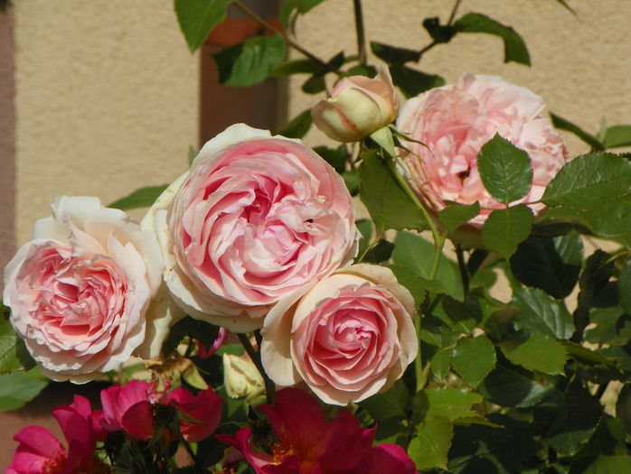 Eden Rose - Trandafiri 2016 - 3