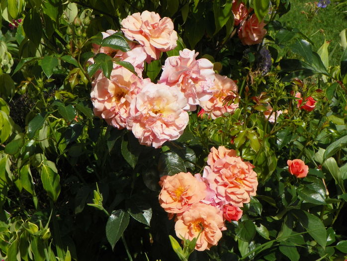 Bordure Nacree - Trandafiri 2016 - 2