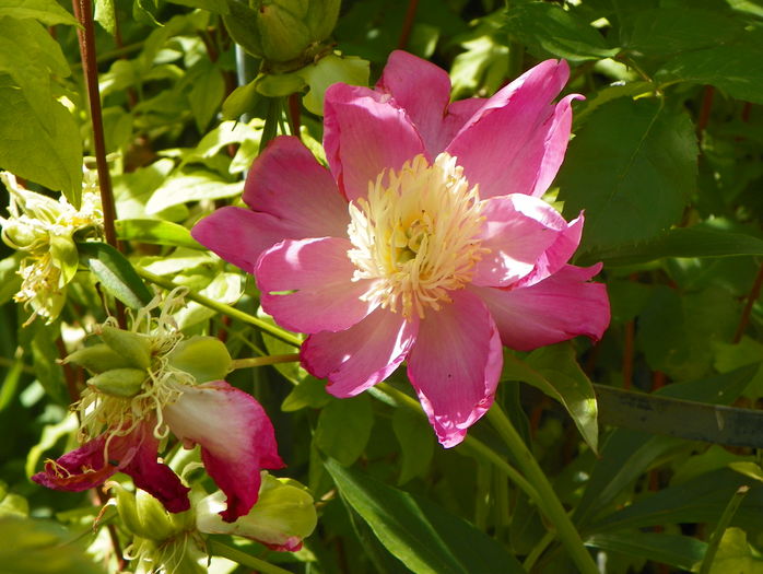 Wladyslawa - Bujori 2016