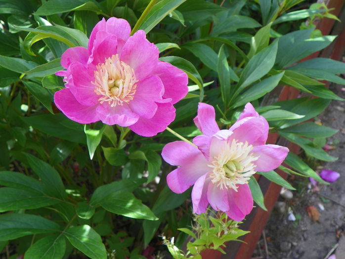 Wladyslawa - Bujori 2016