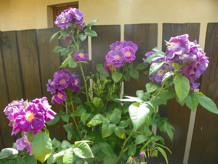 Rhapsody in Blue - Trandafiri 2016 - 2