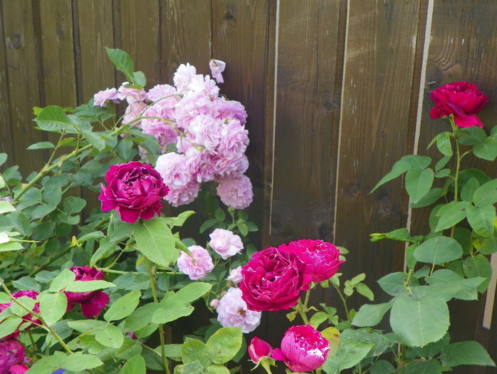 Lavender Lassie si Baron Girod de l'Ain - Trandafiri 2016 - 2