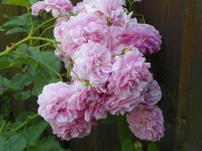 Lavender Lassie - Trandafiri 2016 - 2