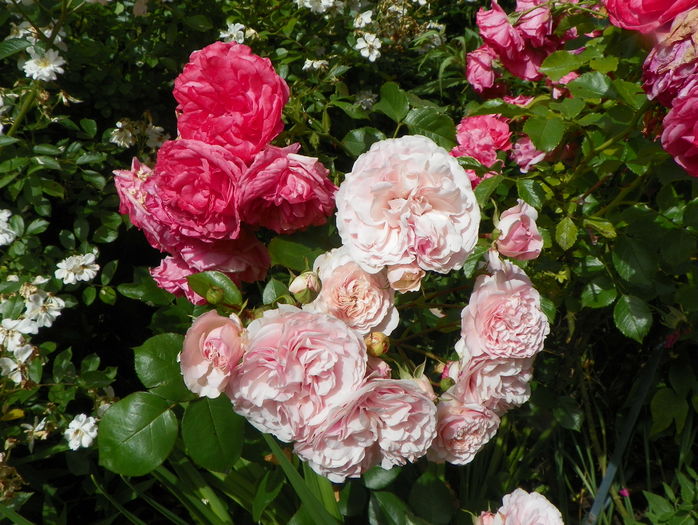 Mariatheresia si Rosarium Uetersen - Trandafiri 2016 - 3