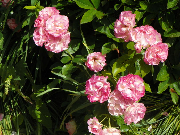 Bordure Rose - Trandafiri 2016 - 3