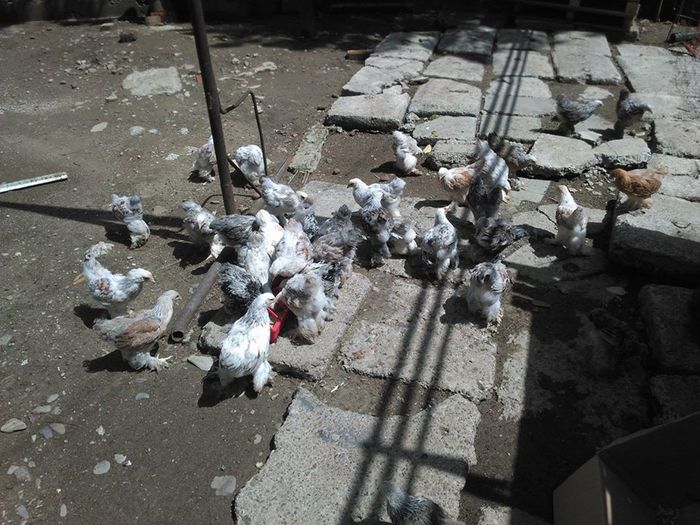 13511613_1126006900755530_1011592830_n