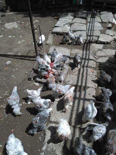 13511634_1126006930755527_1735847043_n - Pui 2016 Somon