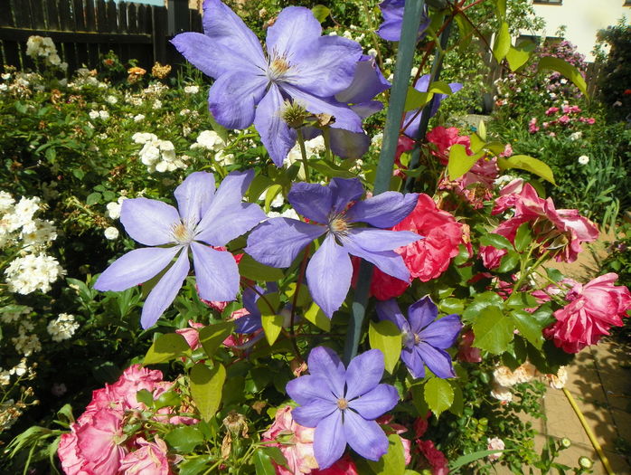Mrs Chalmondeley