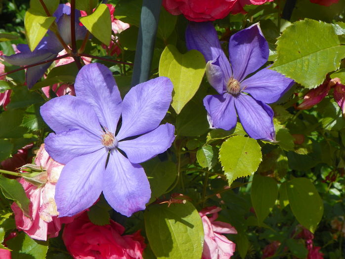 Mrs Chalmondeley