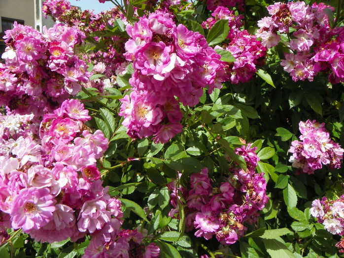 Perennial Blue - Trandafiri 2016 - 3