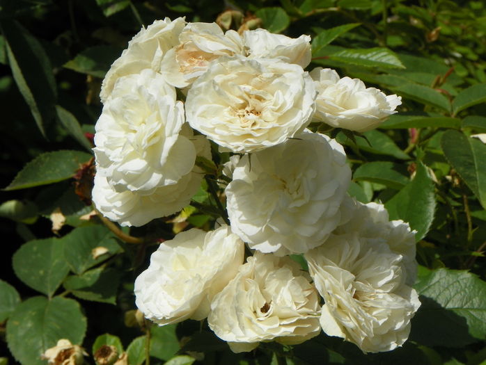 Bouquet Parfait - Trandafiri 2016 - 3