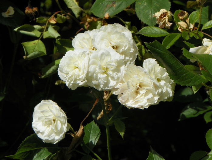 Bouquet Parfait - Trandafiri 2016 - 3