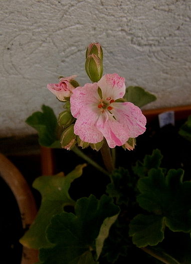  - Din iunie si iulie