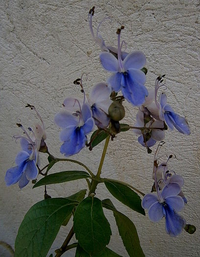  - Din iunie si iulie