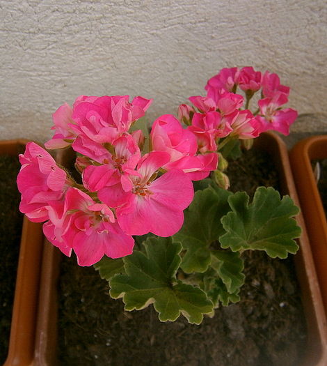  - Din iunie si iulie