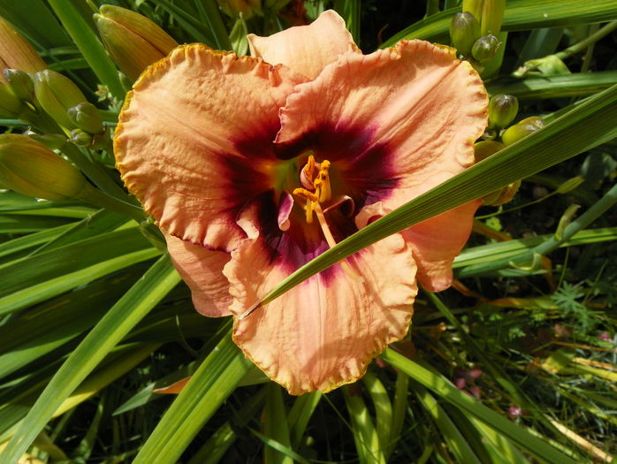 Daring Dilemma - Hemerocallis 2016