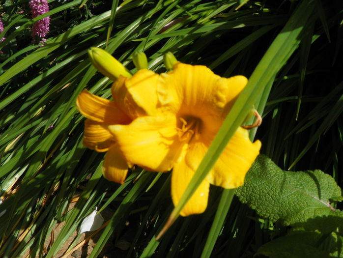 Stella d'Oro - Hemerocallis 2016