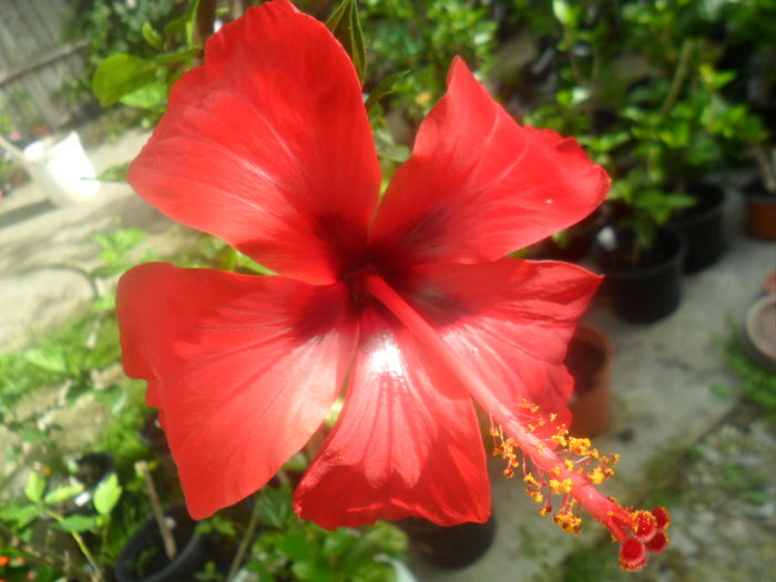 005 - hibiscusi 2016-1
