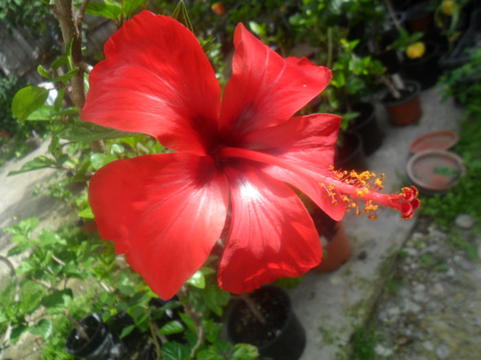 006 - hibiscusi 2016-1