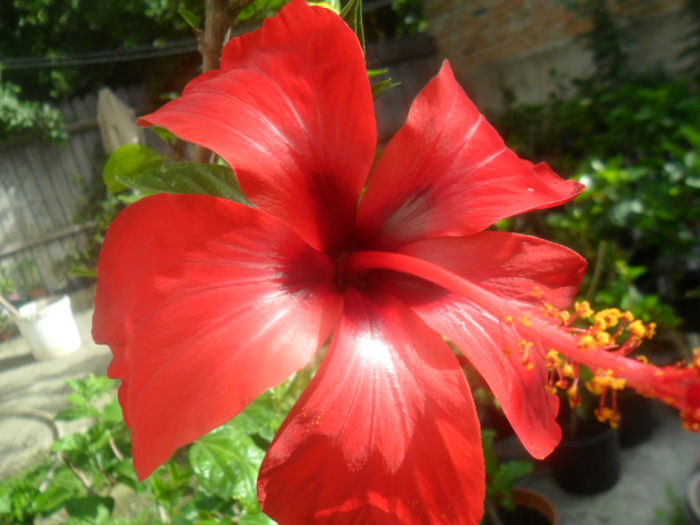 009 - hibiscusi 2016-1