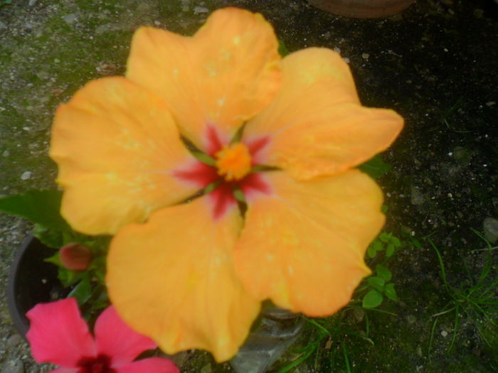 014 - hibiscusi 2016-1