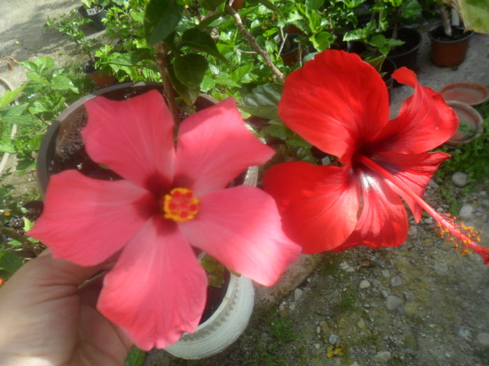 017 - hibiscusi 2016-1