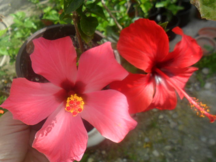 018 - hibiscusi 2016-1