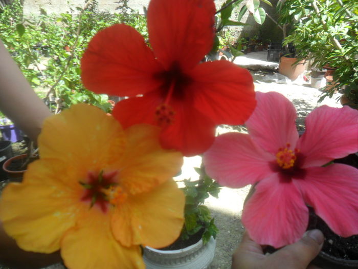 030 - hibiscusi 2016-1