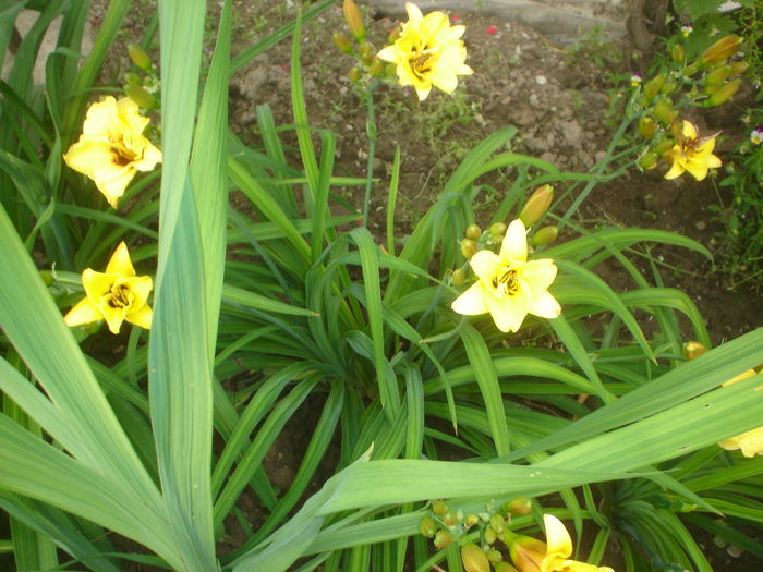 hemerocallis - FLORI 2016