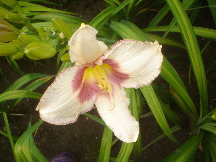 hemerocallis - FLORI 2016