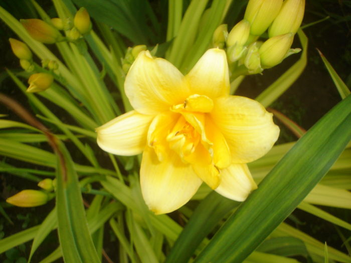 hemerocallis - FLORI 2016