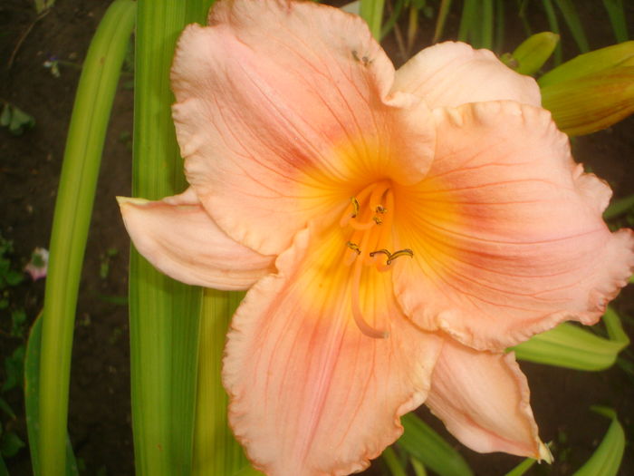 hemerocallis - FLORI 2016