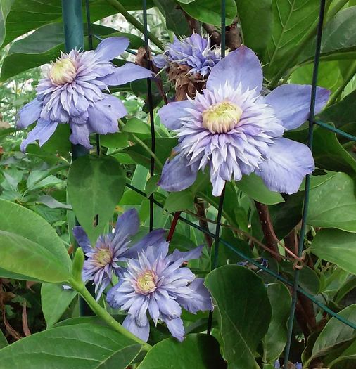 clematis Blue Light - Gradina 2016